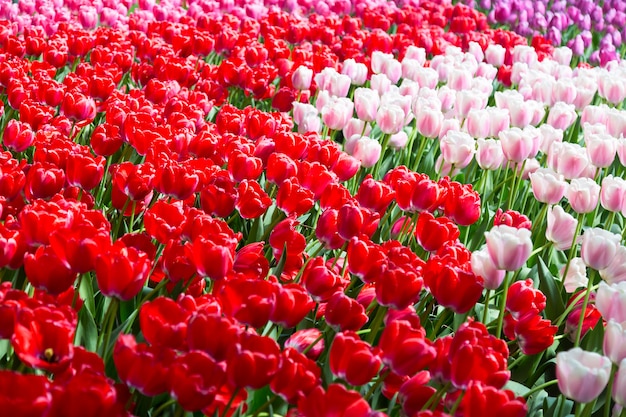 Bloeiend kleurrijk tulpenbloembed in openbare bloementuin in nederland. Premium Foto