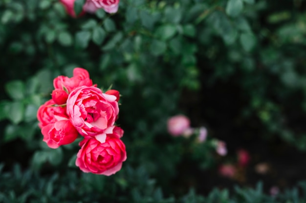 Bloeiende roze bloemen in botanische tuin Gratis Foto