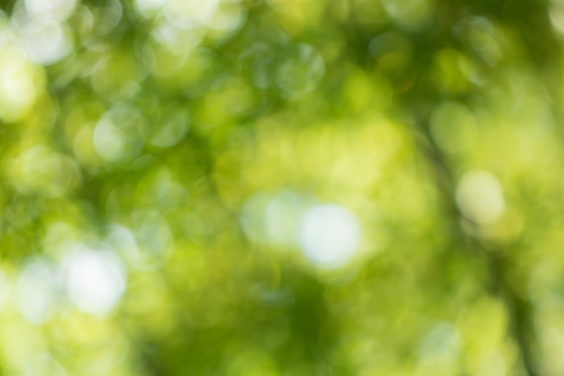 Bokeh van boombladeren voor aardachtergrond en sparen groen concept Premium Foto