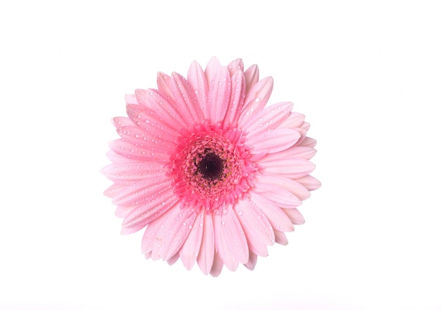 Bovenaanzicht van roze bloem met druppels Foto Gratis Download