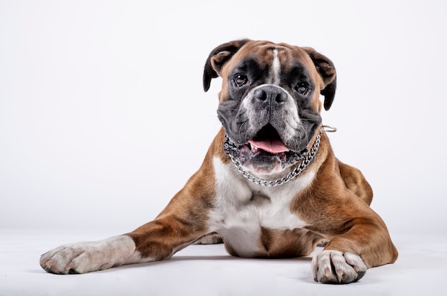 Boxer hond zitten en kijken naar de camera Premium Foto