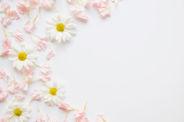 Chamomiles en roze bloemblaadjes Gratis Foto