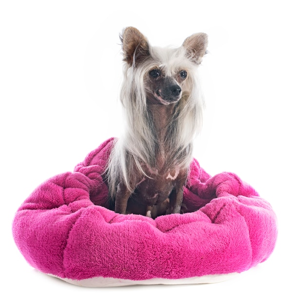 Chinese crested dog Premium Foto