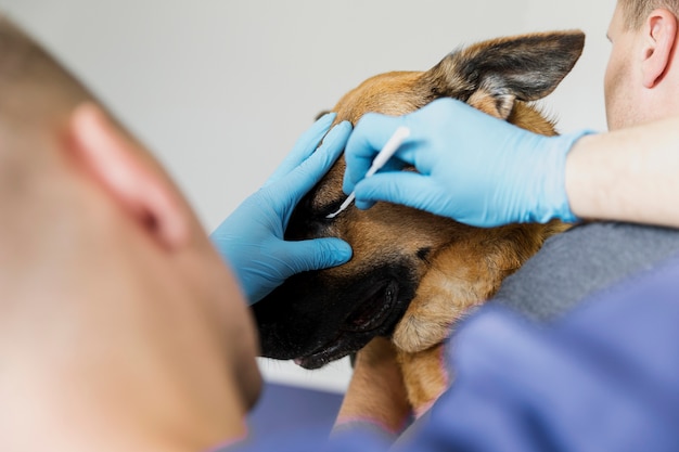 Close-up arts het oog van de hond schoonmaken | Gratis Foto