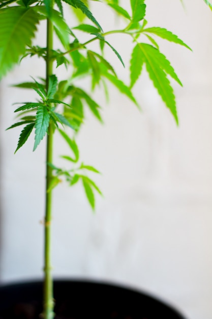 Close-up van plant van marihuana, onkruid of cannabis in potten thuis op een witte console tegen een witte muur Premium Foto