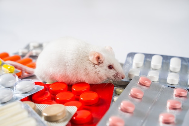 oplichterij Verwisselbaar Defilé Concept van het testen van nieuwe medicijnen of cosmetica op muizen en  proefdieren | Premium Foto