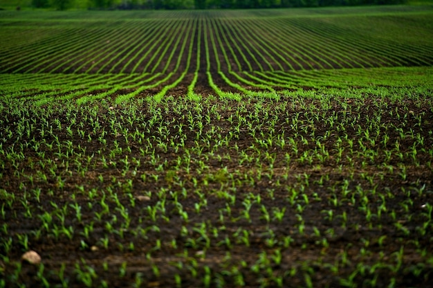Corn fields Gratis Foto