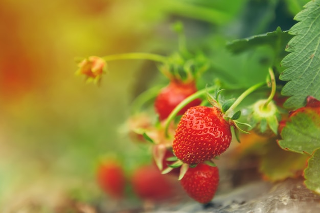 De aardbeien op aardbei planten dicht omhoog in het ochtendlicht Premium Foto