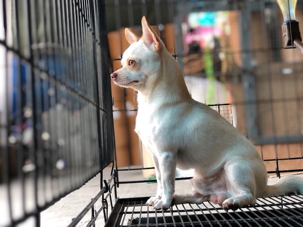 De chihuahuahond zit verblijf en kalmeert in de staalkooi, leuke hond, selectieve nadruk. Premium Foto