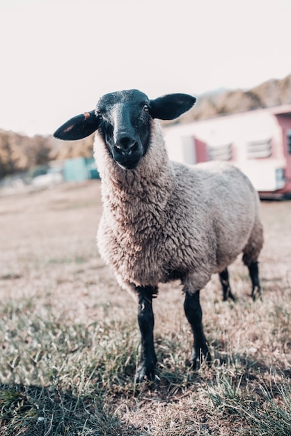 Amfibisch onwetendheid voor mij De schapen van suffolk sluiten omhoog beeld. zwart wit schaap staat bekend  om zijn vlees en het is overal in europa of australië te vinden | Premium  Foto