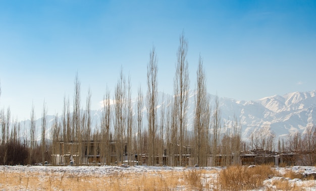 De witte sneeuw behandelde droog grasbomen en dorp in wintertijd met himalayan-waaierachtergrond Premium Foto