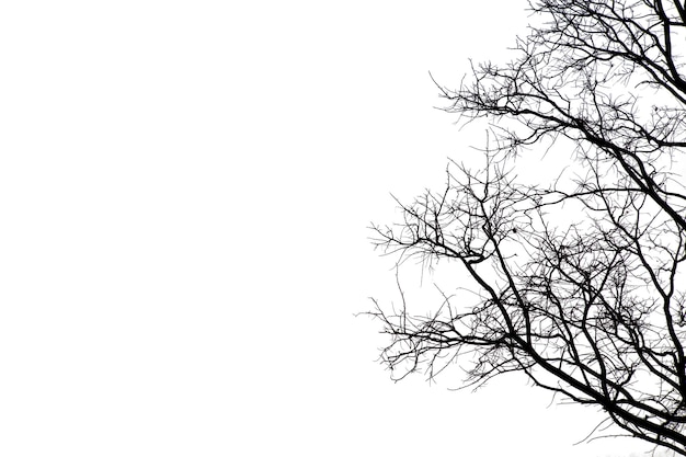 Dode takken, silhouet dode boom of droge boom op witte achtergrond met uitknippad. Premium Foto