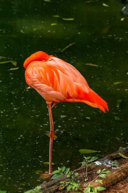 Flamingoclose-up over dark Premium Foto