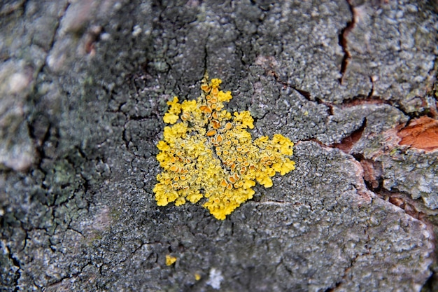 Gele Schimmel Op De Close-upmacro Van De Boomschors | Premium Foto