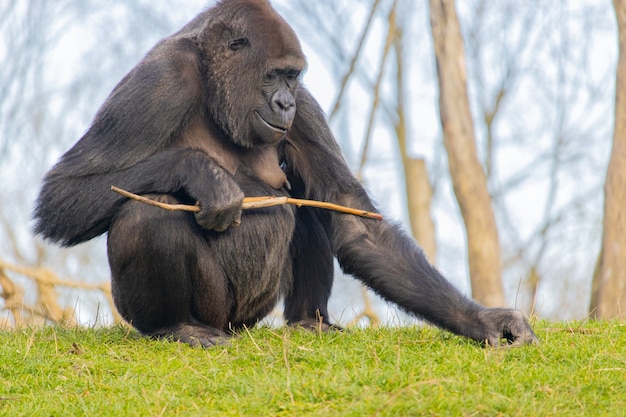 Gelukkige Gorilla Op Een Gebied Van Gras Met Een Stok Gratis Foto