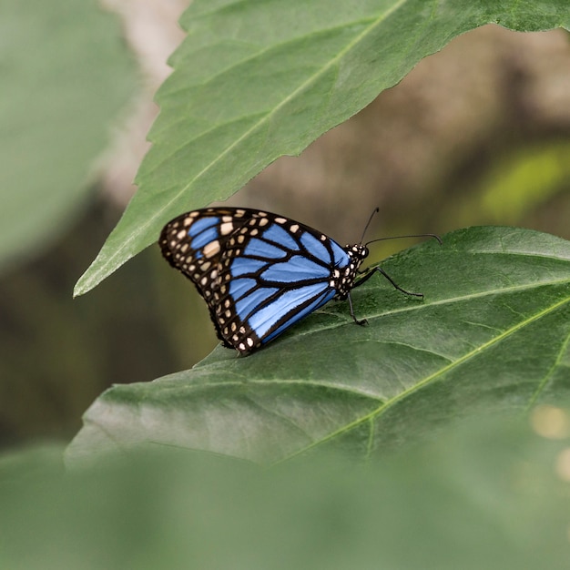 Gerichte blauwe vlinder op blad Gratis Foto