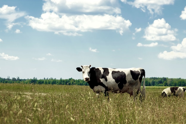 Gevlekte koe grazen op een prachtige groene weide tegen een blauwe hemel. Premium Foto