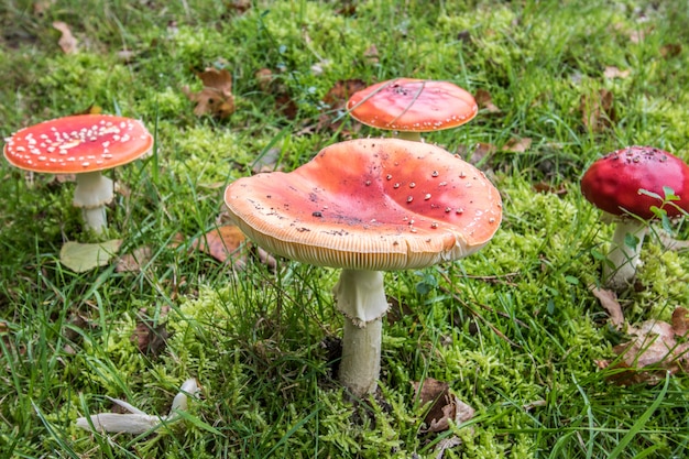 Giftige rode paddestoel in de natuur | Premium Foto