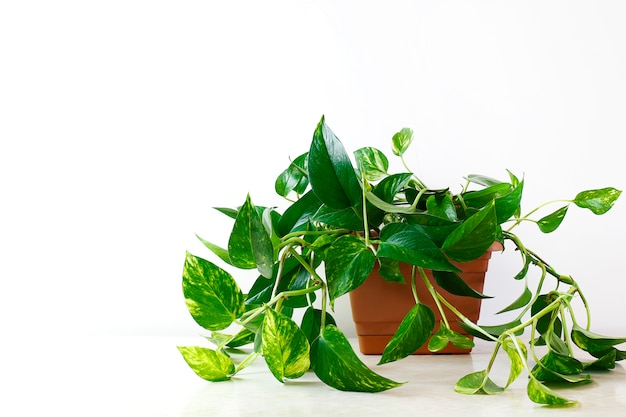 Gouden pothos of epipremnum-aureum op witte lijst in het woonkamerhuis en de tuin Gratis Foto