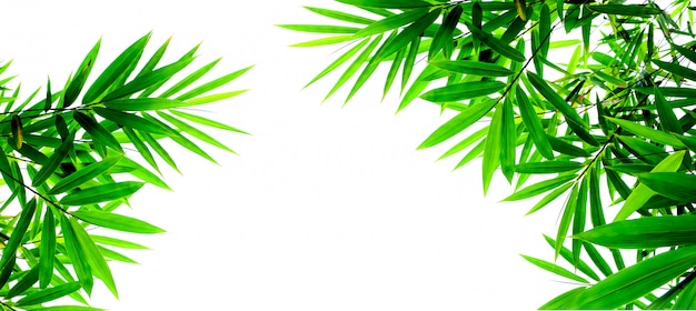 Groene bamboebladeren die op witte achtergrond worden geïsoleerd Premium Foto