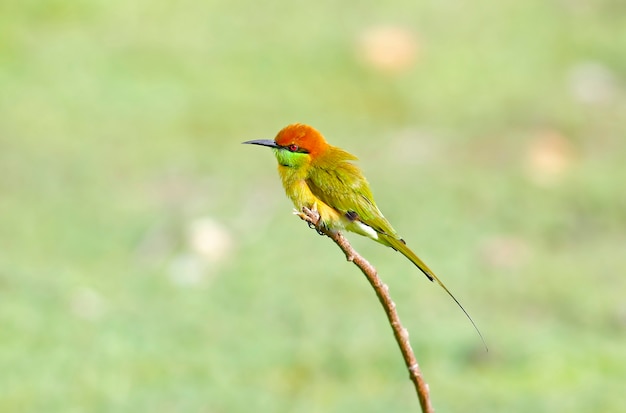 Groene bijeneter merops orientalis mooie vogels van thailand Premium Foto