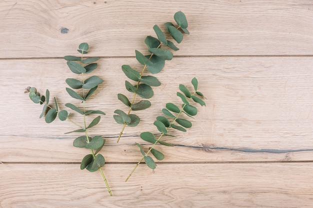 Groene eucalyptus populus bladeren en twijgen op houten gestructureerde achtergrond Gratis Foto