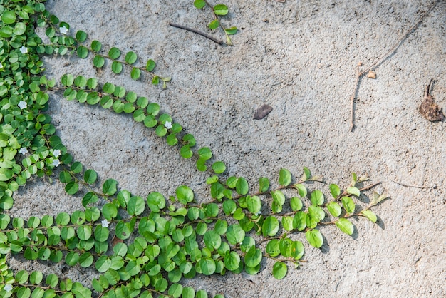 Groene klimplant plant op witte muur Premium Foto