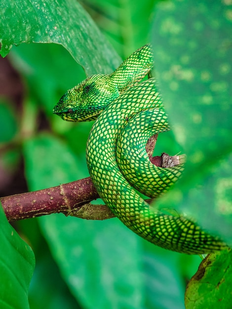 verhaal Geschiktheid schild Groene pit adder slangen in de jungle, in natuurlijke habitat | Premium Foto