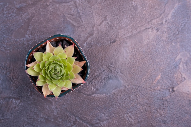 Groene plant op leisteen tafel met kopie ruimte Gratis Foto