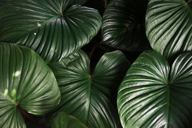 Groene Plant Verlaat De Natuur Gratis Foto