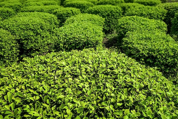 Groene struiken met weelderig gebladerte in de tuin Premium Foto