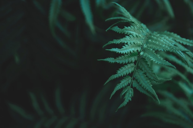 Groene varens verlaat achtergrond. Premium Foto