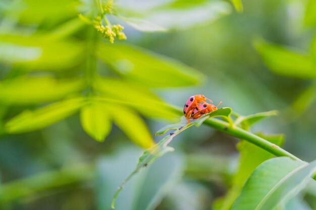 Het dameinsectpaar maakte liefde op het verse groene blad met onscherpe achtergrond Premium Foto