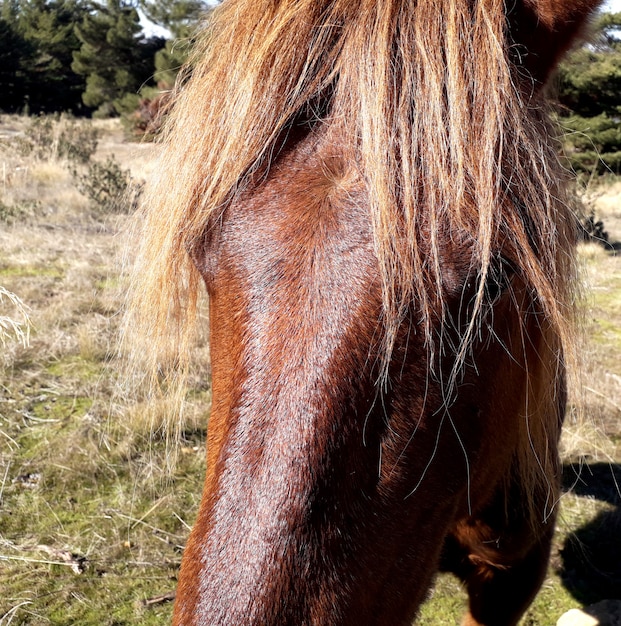 Pessimistisch replica elegant Het hoofd van een mooi bruin paard met blond haar heel dichtbij | Premium  Foto