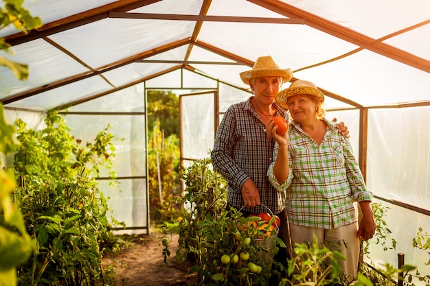 Hogere paarvrouw en man die gewas van tomaten verzamelen bij serre op landbouwbedrijf. Premium Foto