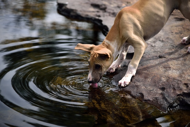 Hond drinkwater Premium Foto