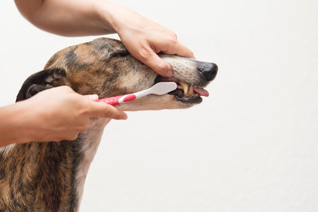 Honden wassen tanden met de hand | Premium Foto
