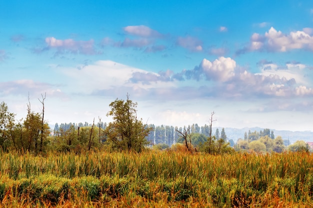 Hoog Gras In De Wei In De Herfst Bij Mooi Weer Herfst Landschap Met