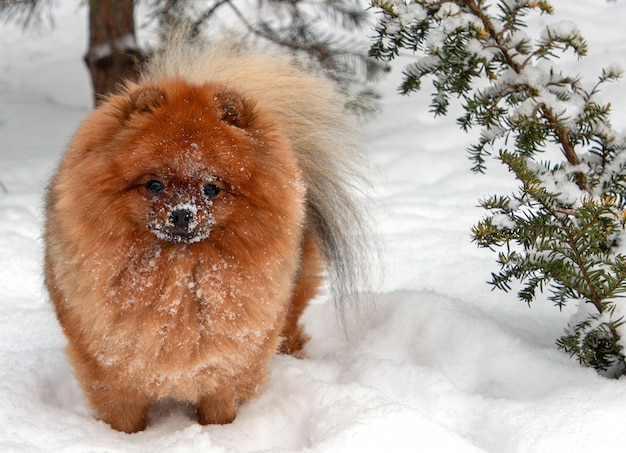 Jonge Pomeranian Spitz Hond In De Sneeuw Premium Foto