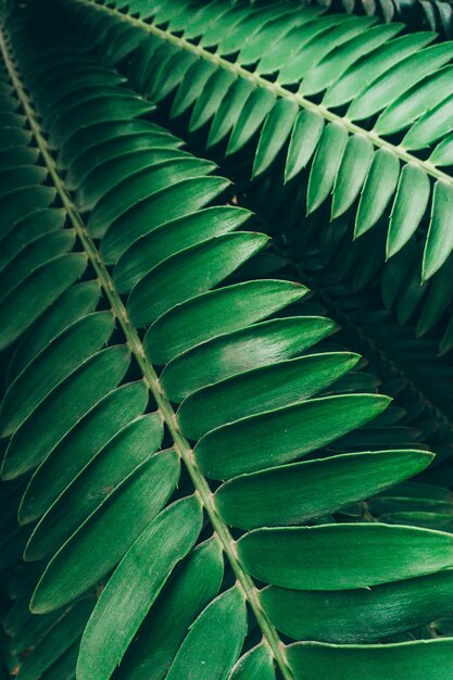 Jungle planten achtergrond. tropisch struikgewas en struiken in de jungle. Premium Foto