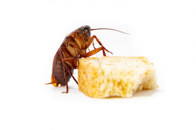 Kakkerlak is besmetting, kakkerlak eet brood Premium Foto