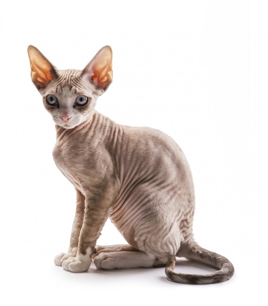 Kitten devon rex Premium Foto
