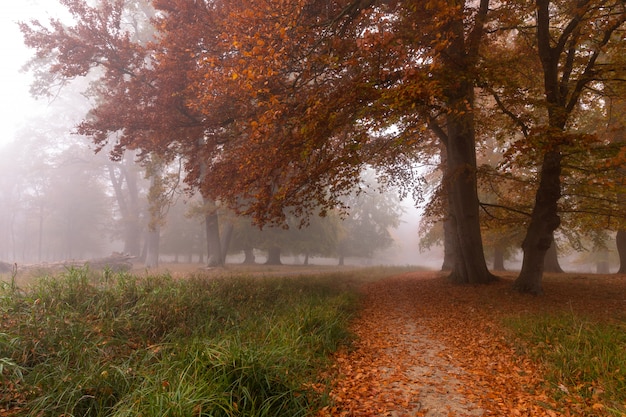 Klein pad in de mist. de herfstkleuren op een nevelige ochtend, mooie bomen in het bos in denemarken Premium Foto