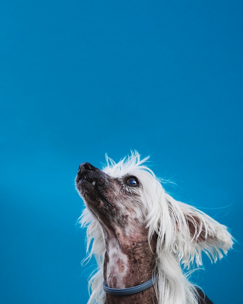 Klein puppy dat met lang wit haar omhoog kijkt Gratis Foto