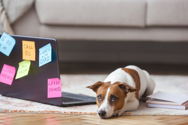 Kleine hond binnen. mooie puppy met pc. huisdier op laptop werkt. hond mist zijn eigenaar. jack russel terrier alleen bij de computer. drukke hond. Premium Foto