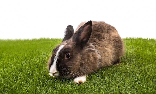 Konijn in de tuin Gratis Foto