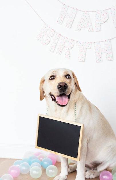 Labrador bij een verjaardagspartij met een lege raad die op zijn hals hangt Gratis Foto