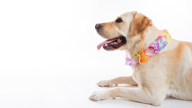 Labrador retriever Gratis Foto