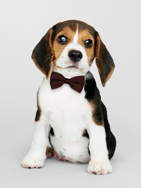 Leuke beagle in een donkerbruin strikje Gratis Foto