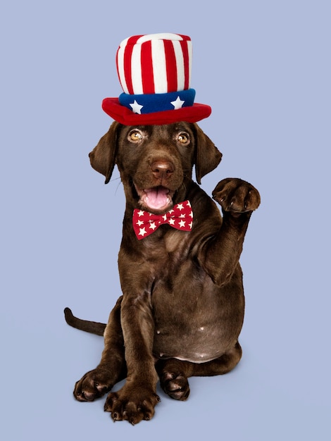 Leuke chocoladelabrador in uncle sam-hoed en vlinderdas Gratis Foto